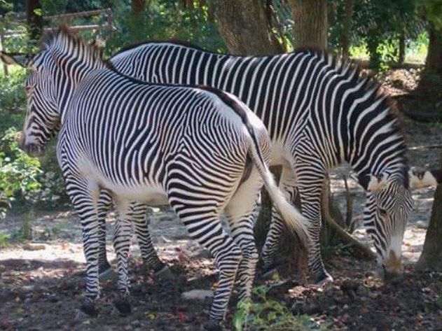 Zebras at the Jackson Zoo