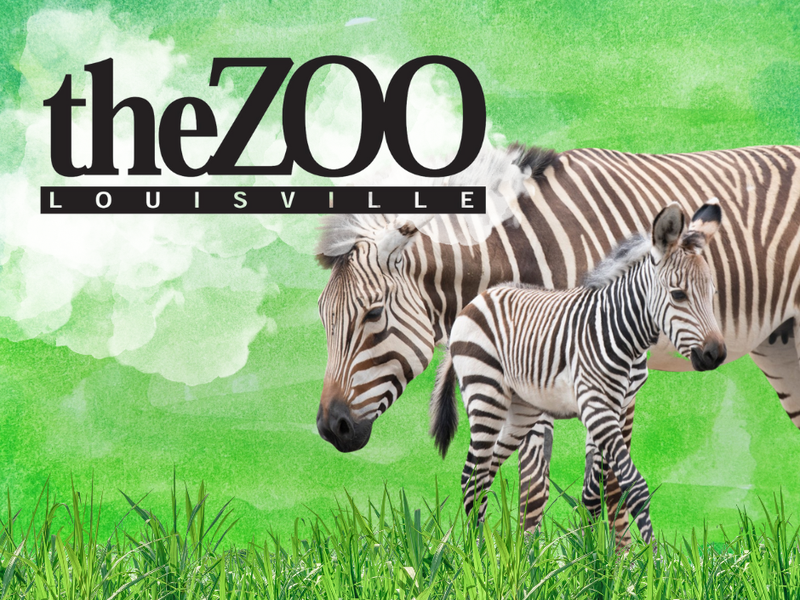 Zebras at the Louisville Zoo