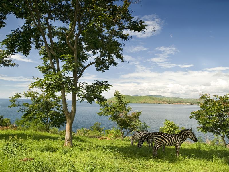 Zebras at the shore of Lake Tanganyika