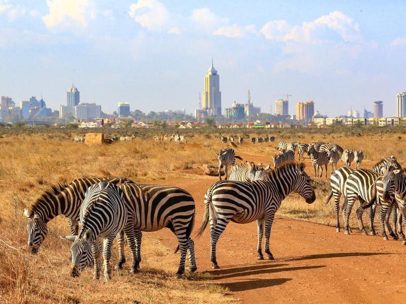 Zebras in Nairobi National Park, Kenya