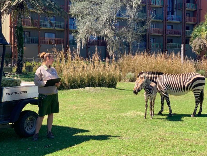 Zebras outside of Disney’s Animal Kingdom Lodge