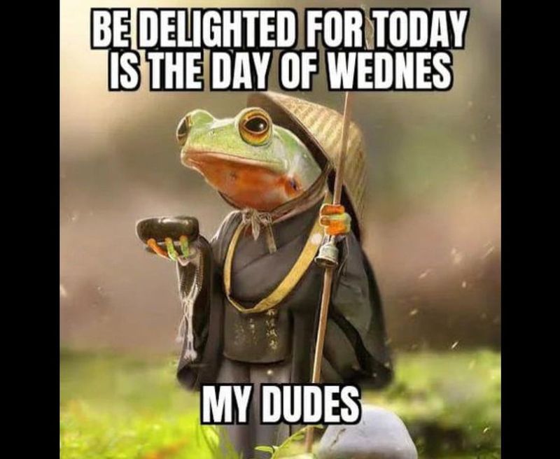 Zen frog Wednesday meme