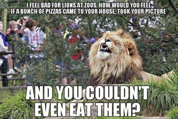 Zoo lion wants to eat the visitors meme