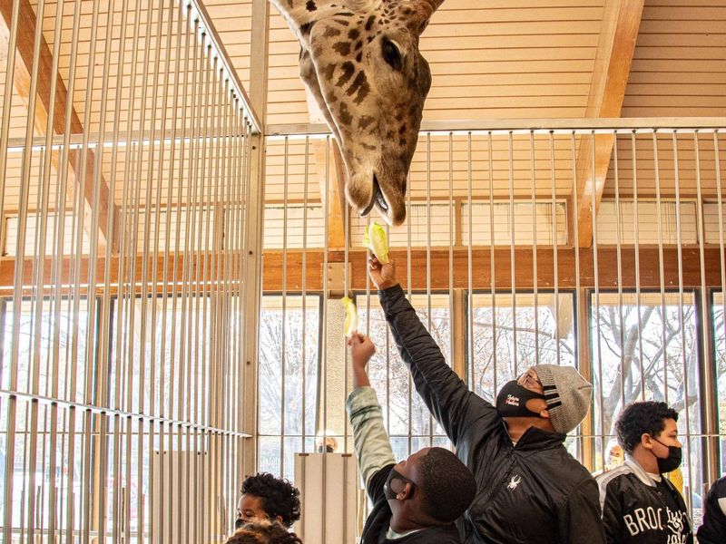 Zoo visitors feeding a giraffe